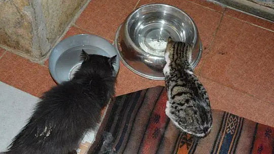 Can dostlara sobalı koruma