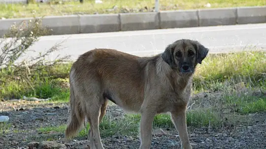 Can dostlara sobalı koruma