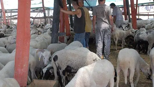 Pandemi Tedbirleri Altında Kurbanlık Satışları Başladı