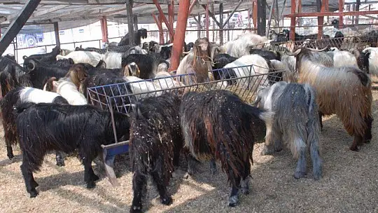Pandemi Tedbirleri Altında Kurbanlık Satışları Başladı
