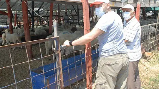 Pandemi Tedbirleri Altında Kurbanlık Satışları Başladı