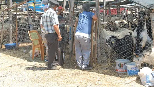 Pandemi Tedbirleri Altında Kurbanlık Satışları Başladı