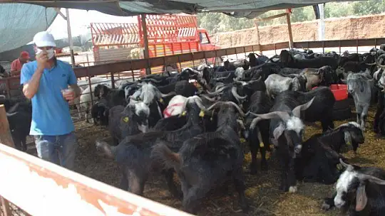 Pandemi Tedbirleri Altında Kurbanlık Satışları Başladı