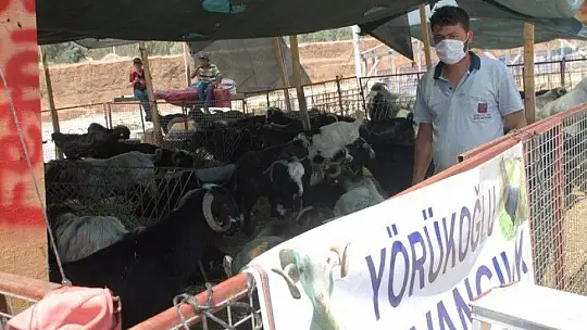 Pandemi Tedbirleri Altında Kurbanlık Satışları Başladı