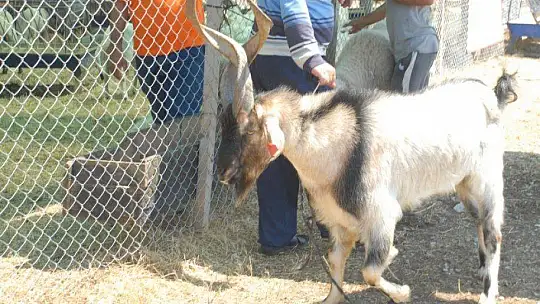 Pandemi Tedbirleri Altında Kurbanlık Satışları Başladı