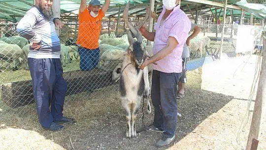 Pandemi Tedbirleri Altında Kurbanlık Satışları Başladı