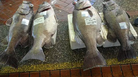 DEV ÇİÇÖZ BALIKLARI YÜZLERİ GÜLDÜRDÜ