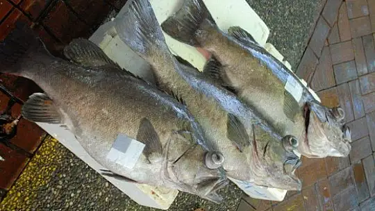 DEV ÇİÇÖZ BALIKLARI YÜZLERİ GÜLDÜRDÜ