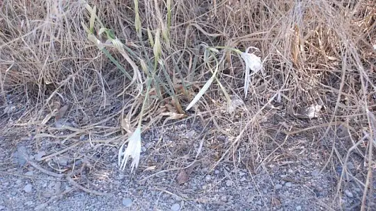 Koruma altında bulunan kum zambakları açtı