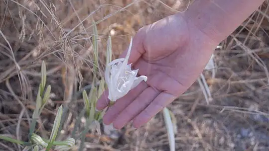 Koruma altında bulunan kum zambakları açtı