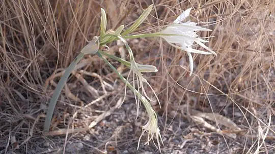 Koruma altında bulunan kum zambakları açtı