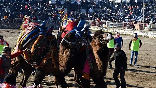 Yatağan'da develer güreşti