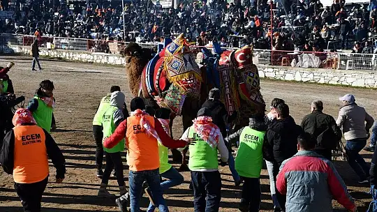Yatağan'da develer güreşti