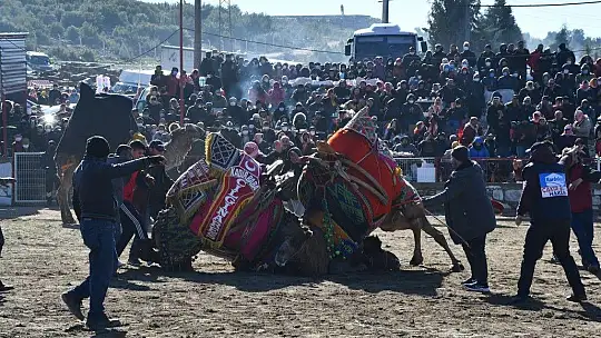 Yatağan'da develer güreşti