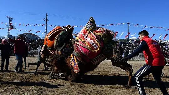 Yatağan'da develer güreşti