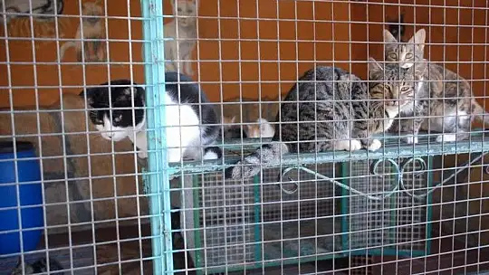 Fethiye Geçici Hayvan Bakım Merkezi'nin çehresi değişiyor