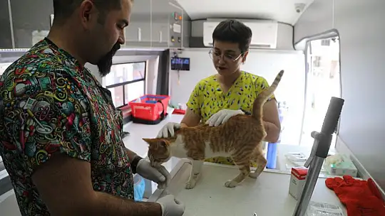 Belediye, Sokak Hayvanları İçin Çalışmaya Devam Ediyor