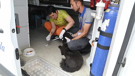 Belediye, Sokak Hayvanları İçin Çalışmaya Devam Ediyor