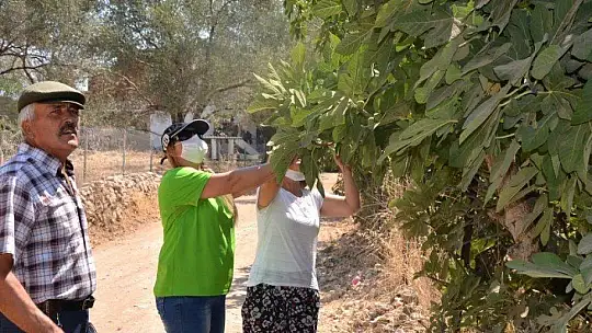 KAYA İNCİRİ İÇ VE DIŞ PAZARDA RAĞBET GÖREBİLECEK KAPASİTEDE