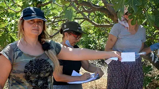 KAYA İNCİRİ İÇ VE DIŞ PAZARDA RAĞBET GÖREBİLECEK KAPASİTEDE