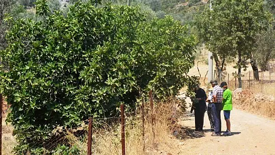 KAYA İNCİRİ İÇ VE DIŞ PAZARDA RAĞBET GÖREBİLECEK KAPASİTEDE