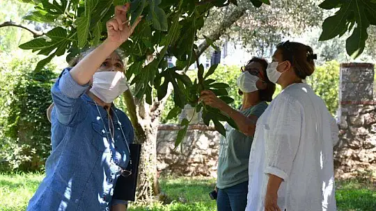 KAYA İNCİRİ İÇ VE DIŞ PAZARDA RAĞBET GÖREBİLECEK KAPASİTEDE