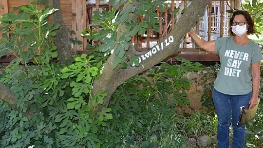 KAYA İNCİRİ İÇ VE DIŞ PAZARDA RAĞBET GÖREBİLECEK KAPASİTEDE