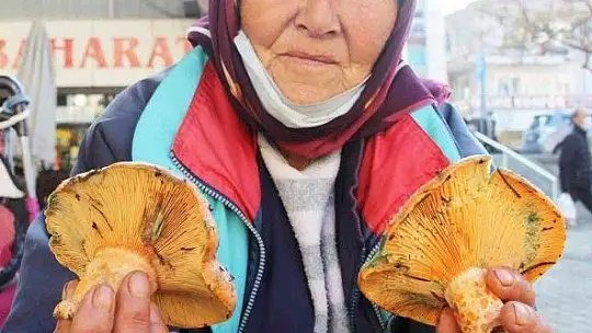 Fiyatını duyan ormana koştu, uzmanı uyardı