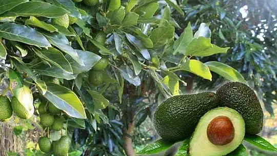 BAŞKAN KARAYİĞİT, TROPİKAL MEYVELER HAKKINDA KONUŞTU