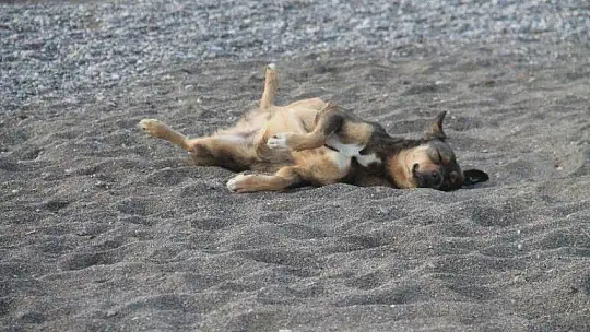 Sahiller turistlere ve hayvanlara kaldı