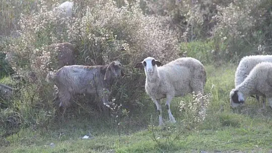 Sahiller turistlere ve hayvanlara kaldı