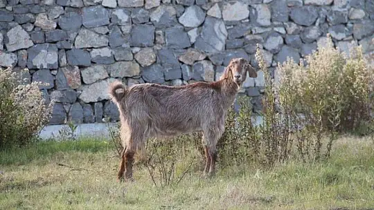 Sahiller turistlere ve hayvanlara kaldı