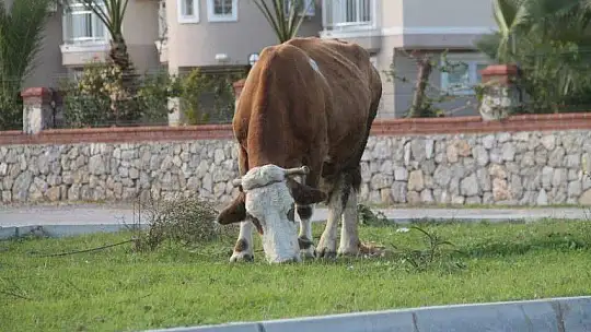 Sahiller turistlere ve hayvanlara kaldı