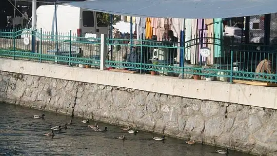 Pandemi döneminde kuşlara ekmek atarak stres atıyorlar