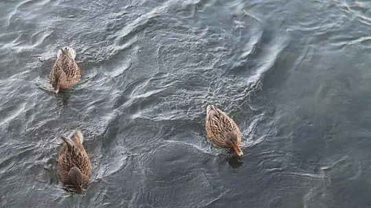 Pandemi döneminde kuşlara ekmek atarak stres atıyorlar