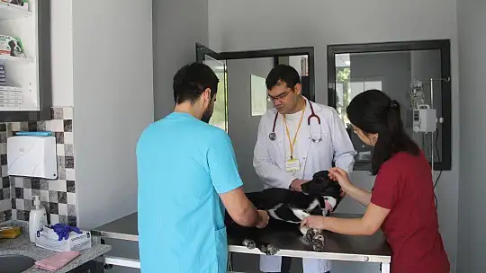 Veterinerler de tedbirlerini aldı 