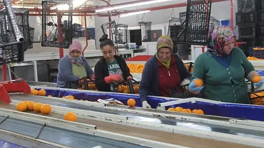 2 Bin 500 Tırlık Sevkiyat