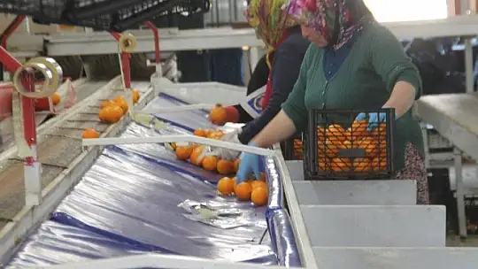 2 Bin 500 Tırlık Sevkiyat