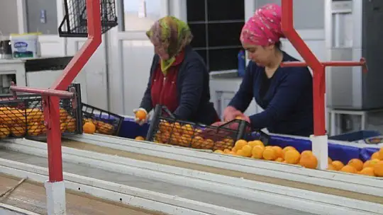 2 Bin 500 Tırlık Sevkiyat