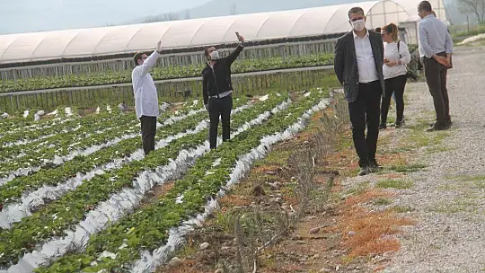 Vali Hanım Çileği 20 Milyon TL Girdi Sağlayacak