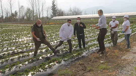 Vali Hanım Çileği 20 Milyon TL Girdi Sağlayacak