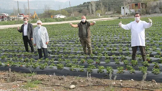 Vali Hanım Çileği 20 Milyon TL Girdi Sağlayacak
