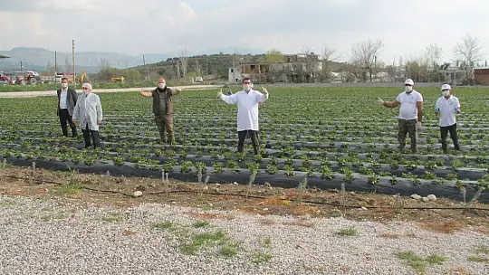 Vali Hanım Çileği 20 Milyon TL Girdi Sağlayacak