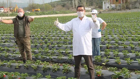 Vali Hanım Çileği 20 Milyon TL Girdi Sağlayacak