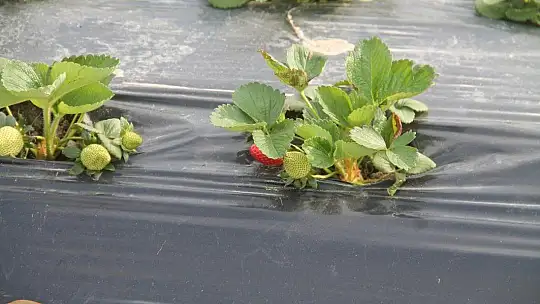 Vali Hanım Çileği 20 Milyon TL Girdi Sağlayacak