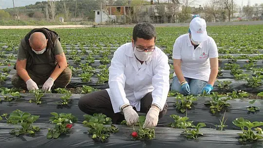 Vali Hanım Çileği 20 Milyon TL Girdi Sağlayacak
