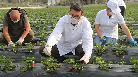 Vali Hanım Çileği 20 Milyon TL Girdi Sağlayacak