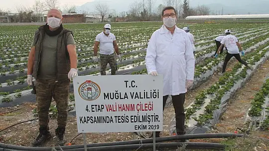 Vali Hanım Çileği 20 Milyon TL Girdi Sağlayacak