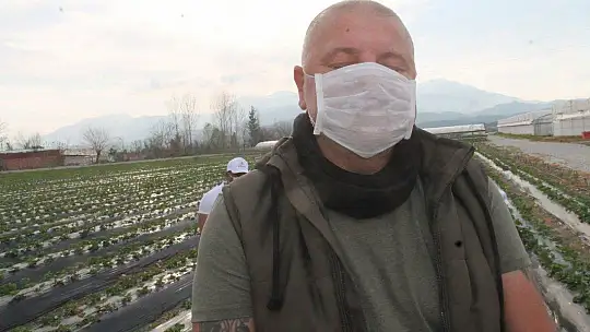 Vali Hanım Çileği 20 Milyon TL Girdi Sağlayacak