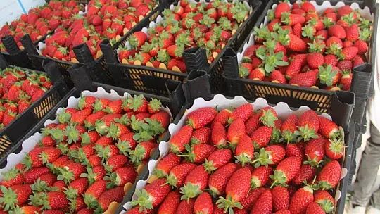 Vali Hanım Çileği 20 Milyon TL Girdi Sağlayacak